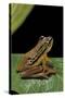 Hyperolius Puncticulatus (Spotted Reed Frog)-Paul Starosta-Stretched Canvas