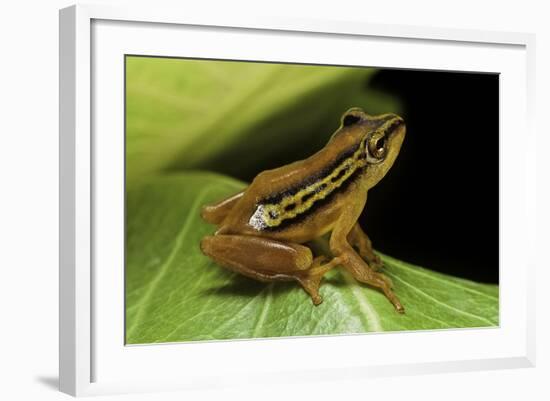 Hyperolius Puncticulatus (Spotted Reed Frog)-Paul Starosta-Framed Photographic Print