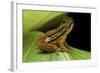 Hyperolius Puncticulatus (Spotted Reed Frog)-Paul Starosta-Framed Photographic Print