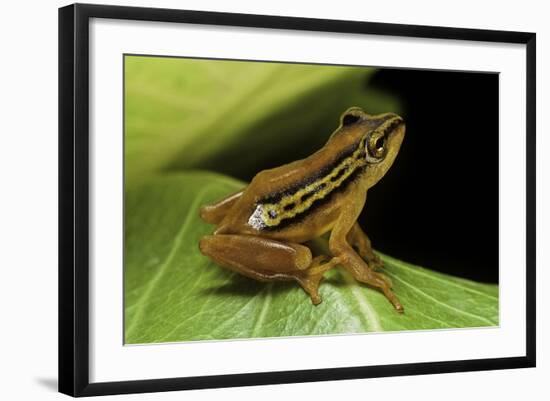 Hyperolius Puncticulatus (Spotted Reed Frog)-Paul Starosta-Framed Photographic Print