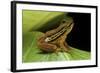Hyperolius Puncticulatus (Spotted Reed Frog)-Paul Starosta-Framed Photographic Print