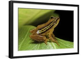 Hyperolius Puncticulatus (Spotted Reed Frog)-Paul Starosta-Framed Photographic Print