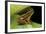 Hyperolius Puncticulatus (Spotted Reed Frog)-Paul Starosta-Framed Photographic Print