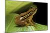 Hyperolius Puncticulatus (Spotted Reed Frog)-Paul Starosta-Mounted Photographic Print