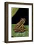 Hyperolius Puncticulatus (Spotted Reed Frog)-Paul Starosta-Framed Photographic Print