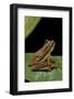 Hyperolius Puncticulatus (Spotted Reed Frog)-Paul Starosta-Framed Photographic Print