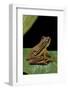 Hyperolius Puncticulatus (Spotted Reed Frog)-Paul Starosta-Framed Photographic Print