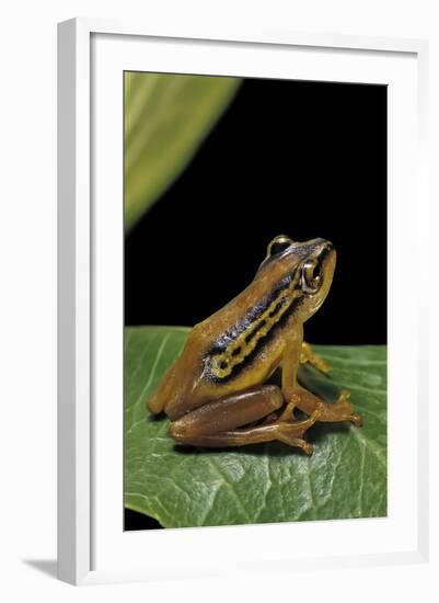 Hyperolius Puncticulatus (Spotted Reed Frog)-Paul Starosta-Framed Photographic Print