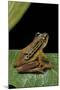 Hyperolius Puncticulatus (Spotted Reed Frog)-Paul Starosta-Mounted Photographic Print