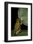 Hyperolius Puncticulatus (Spotted Reed Frog)-Paul Starosta-Framed Photographic Print