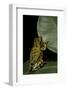 Hyperolius Puncticulatus (Spotted Reed Frog)-Paul Starosta-Framed Photographic Print