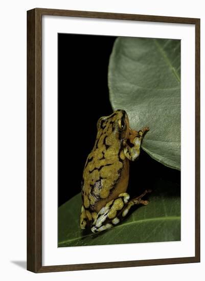 Hyperolius Puncticulatus (Spotted Reed Frog)-Paul Starosta-Framed Photographic Print