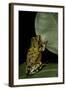 Hyperolius Puncticulatus (Spotted Reed Frog)-Paul Starosta-Framed Photographic Print