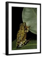 Hyperolius Puncticulatus (Spotted Reed Frog)-Paul Starosta-Framed Photographic Print