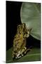 Hyperolius Puncticulatus (Spotted Reed Frog)-Paul Starosta-Mounted Photographic Print