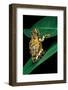 Hyperolius Puncticulatus (Spotted Reed Frog)-Paul Starosta-Framed Photographic Print