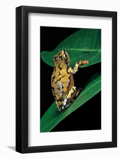 Hyperolius Puncticulatus (Spotted Reed Frog)-Paul Starosta-Framed Photographic Print