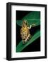 Hyperolius Puncticulatus (Spotted Reed Frog)-Paul Starosta-Framed Photographic Print