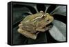 Hyperolius Semidiscus (Yellow-Striped Reed Frog ) - Mating-Paul Starosta-Framed Stretched Canvas