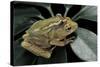 Hyperolius Semidiscus (Yellow-Striped Reed Frog ) - Mating-Paul Starosta-Stretched Canvas