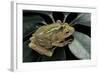 Hyperolius Semidiscus (Yellow-Striped Reed Frog ) - Mating-Paul Starosta-Framed Photographic Print