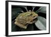 Hyperolius Semidiscus (Yellow-Striped Reed Frog ) - Mating-Paul Starosta-Framed Photographic Print