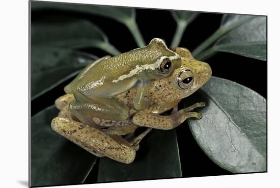 Hyperolius Semidiscus (Yellow-Striped Reed Frog ) - Mating-Paul Starosta-Mounted Photographic Print