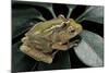 Hyperolius Semidiscus (Yellow-Striped Reed Frog ) - Mating-Paul Starosta-Mounted Photographic Print