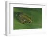 Hyperolius Sp. (African Reed Frog)-Paul Starosta-Framed Photographic Print