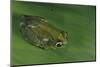 Hyperolius Sp. (African Reed Frog)-Paul Starosta-Mounted Photographic Print