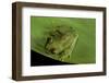 Hyperolius Sp. (African Reed Frog)-Paul Starosta-Framed Photographic Print