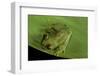 Hyperolius Sp. (African Reed Frog)-Paul Starosta-Framed Photographic Print