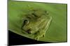 Hyperolius Sp. (African Reed Frog)-Paul Starosta-Mounted Photographic Print