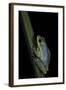 Hyperolius Tuberilinguis (Tinker Reed Frog)-Paul Starosta-Framed Photographic Print