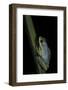 Hyperolius Tuberilinguis (Tinker Reed Frog)-Paul Starosta-Framed Photographic Print