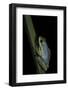 Hyperolius Tuberilinguis (Tinker Reed Frog)-Paul Starosta-Framed Photographic Print