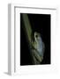 Hyperolius Tuberilinguis (Tinker Reed Frog)-Paul Starosta-Framed Photographic Print