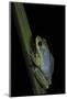 Hyperolius Tuberilinguis (Tinker Reed Frog)-Paul Starosta-Mounted Photographic Print