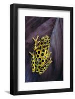 Hyperolius Viridiflavus Aposematicus-Paul Starosta-Framed Premium Photographic Print