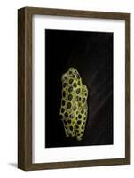 Hyperolius Viridiflavus Aposematicus-Paul Starosta-Framed Photographic Print