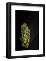 Hyperolius Viridiflavus Aposematicus-Paul Starosta-Framed Photographic Print