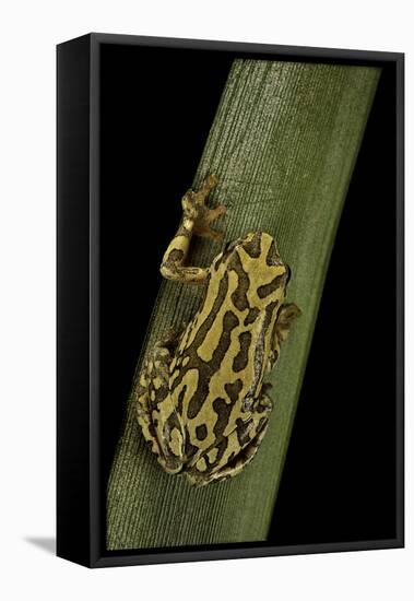 Hyperolius Viridiflavus (Common Reed Frog)-Paul Starosta-Framed Stretched Canvas