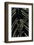 Hyperolius Viridiflavus (Common Reed Frog)-Paul Starosta-Framed Photographic Print