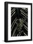 Hyperolius Viridiflavus (Common Reed Frog)-Paul Starosta-Framed Photographic Print