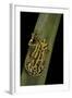 Hyperolius Viridiflavus (Common Reed Frog)-Paul Starosta-Framed Photographic Print