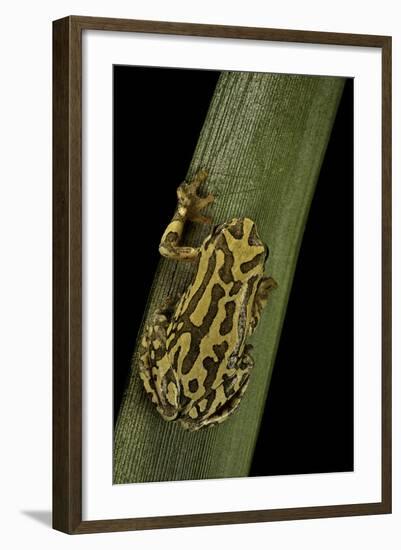 Hyperolius Viridiflavus (Common Reed Frog)-Paul Starosta-Framed Photographic Print