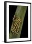 Hyperolius Viridiflavus (Common Reed Frog)-Paul Starosta-Framed Photographic Print