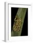 Hyperolius Viridiflavus (Common Reed Frog)-Paul Starosta-Framed Photographic Print