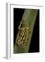 Hyperolius Viridiflavus (Common Reed Frog)-Paul Starosta-Framed Photographic Print