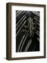 Hyperolius Viridiflavus (Common Reed Frog)-Paul Starosta-Framed Photographic Print